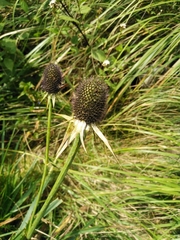 Eryngium proteiflorum