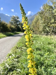Verbascum nigrum