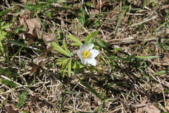 Anemonoides nemorosa