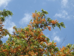 Grevillea robusta