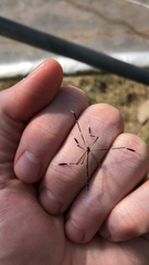 Bittacomorpha clavipes