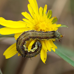 Lepidoptera