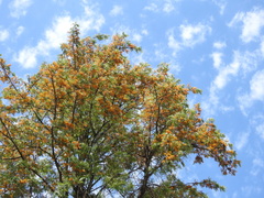 Grevillea robusta
