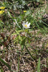 Anemonoides nemorosa