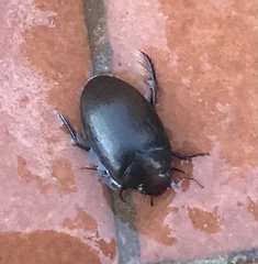 Agabinae