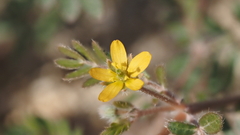 Kallstroemia californica
