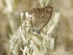 Hyponephele lupinus