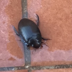 Agabinae