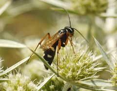 Cryptocheilus variabilis