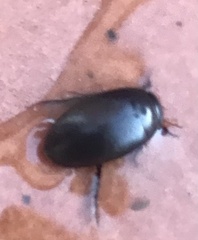 Agabinae
