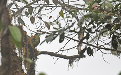 Ampelioides tschudii