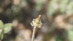 Kallstroemia californica