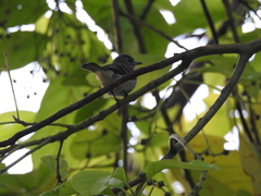 Camptostoma obsoletum