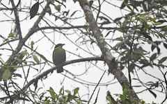 Ampelioides tschudii