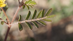 Kallstroemia californica