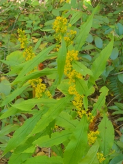 Solidago curtisii