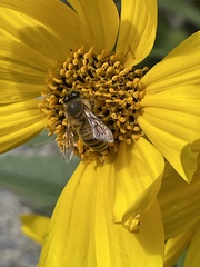 Apis mellifera