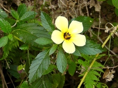 Turnera subulata