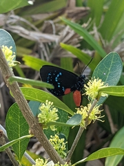 Eumaeus atala