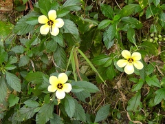 Turnera subulata