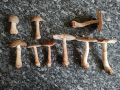 Amanita rubescens