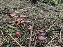 Rhodocollybia butyracea