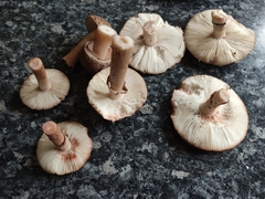 Amanita rubescens