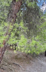 Pinus halepensis