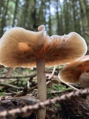 Rhodocollybia butyracea