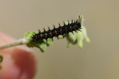 Chlosyne californica