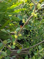 Eumaeus atala