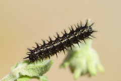 Chlosyne californica
