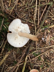 Rhodocollybia butyracea