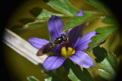 Melanostoma mellinum