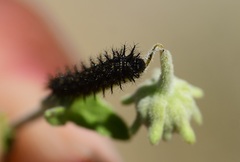 Chlosyne californica