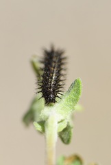Chlosyne californica