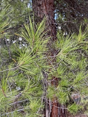Pinus halepensis