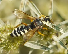 Cerceris tuberculata