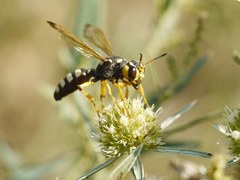 Cerceris tuberculata