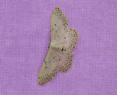 Idaea minuscularia