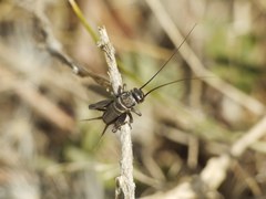 Melanogryllus desertus