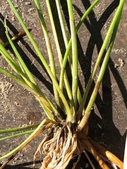 Allium vineale