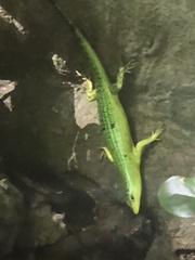 Lamprolepis smaragdina