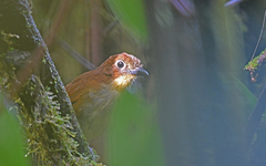 Grallaria flavotincta