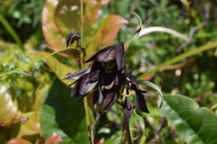 Fritillaria camschatcensis