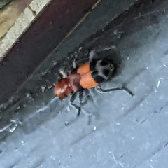 Enoclerus ichneumoneus