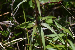 Fritillaria camschatcensis