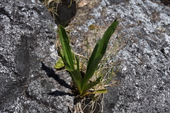 Plantago macrocarpa