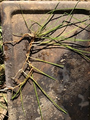 Allium vineale