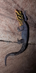 Gonatodes caudiscutatus